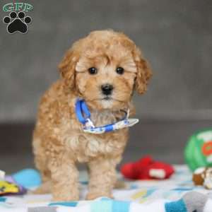 Winston, Miniature Poodle Puppy