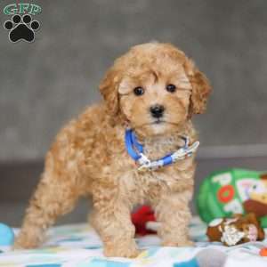 Winston, Miniature Poodle Puppy