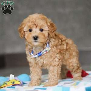 Winston, Miniature Poodle Puppy