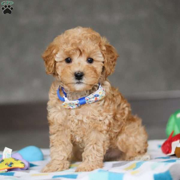 Winston, Miniature Poodle Puppy