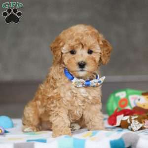 Winston, Miniature Poodle Puppy