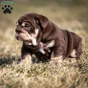 Winston, English Bulldog Puppy