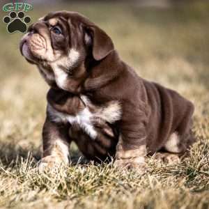 Winston, English Bulldog Puppy