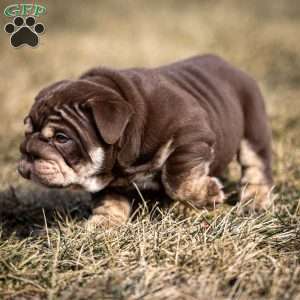 Winston, English Bulldog Puppy