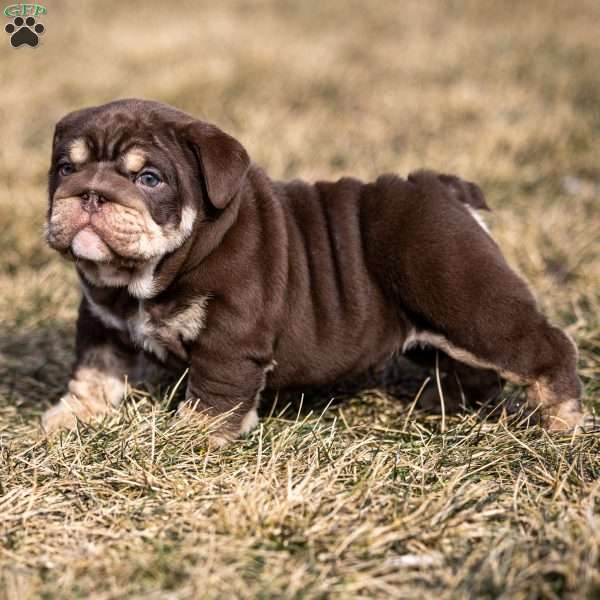 Winston, English Bulldog Puppy