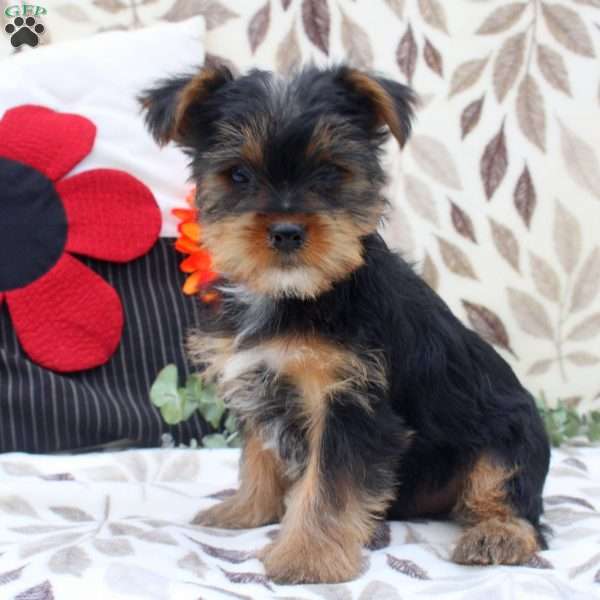 Winston, Yorkie Puppy