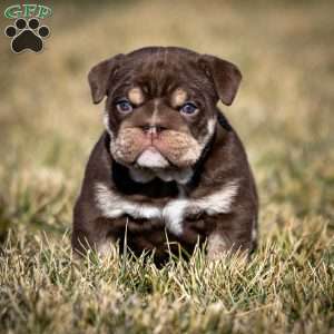 Winston, English Bulldog Puppy