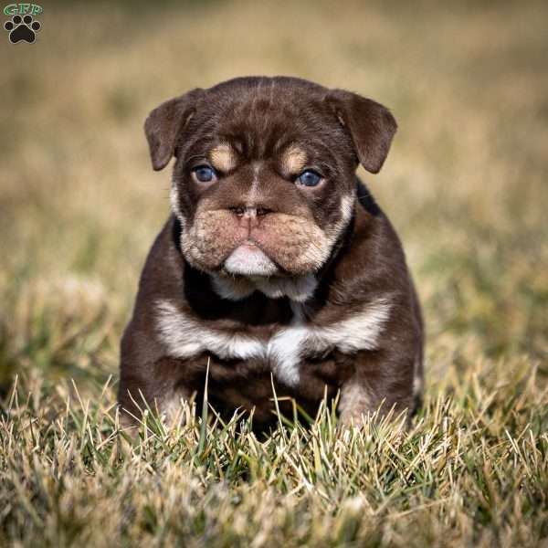 Winston, English Bulldog Puppy