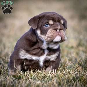 Winston, English Bulldog Puppy