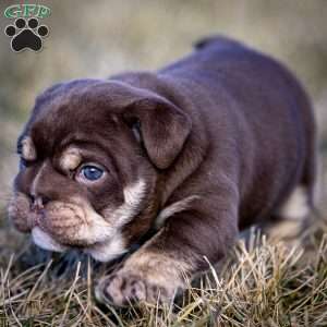 Winston, English Bulldog Puppy