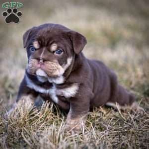 Winston, English Bulldog Puppy