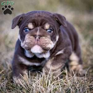 Winston, English Bulldog Puppy