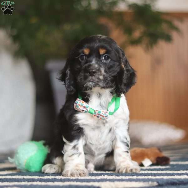 Winston, Cocker Spaniel Puppy