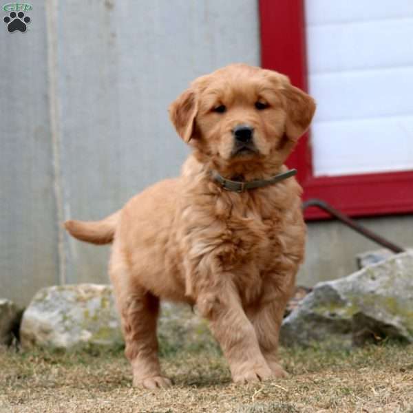 Wonder, Golden Retriever Puppy