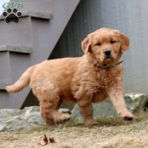 Wonder, Golden Retriever Puppy