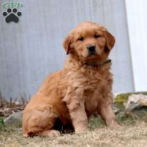 Wonder, Golden Retriever Puppy