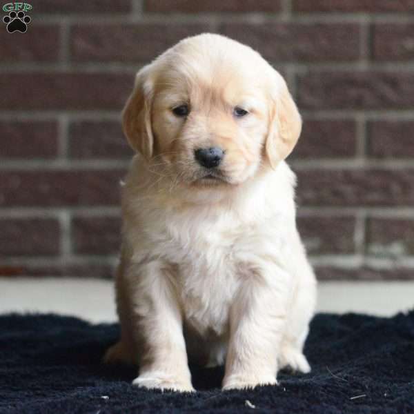 Wren, Golden Retriever Puppy