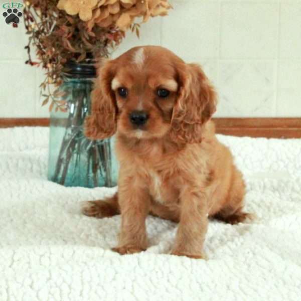 Wyatt, Cavalier King Charles Spaniel Puppy