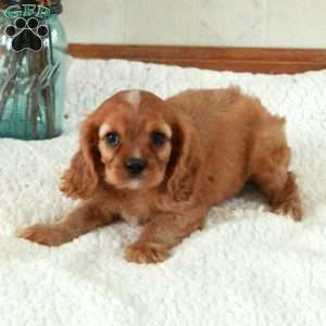 Wyatt, Cavalier King Charles Spaniel Puppy