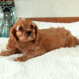 Wyatt, Cavalier King Charles Spaniel Puppy