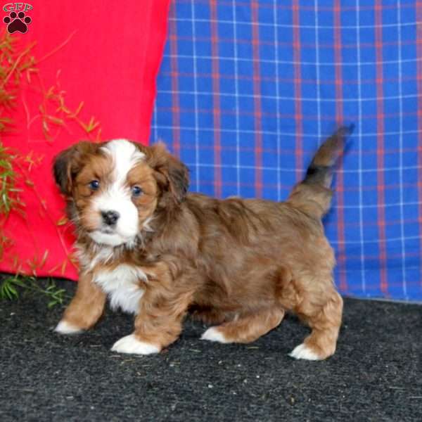 Wyatt, Havanese Puppy