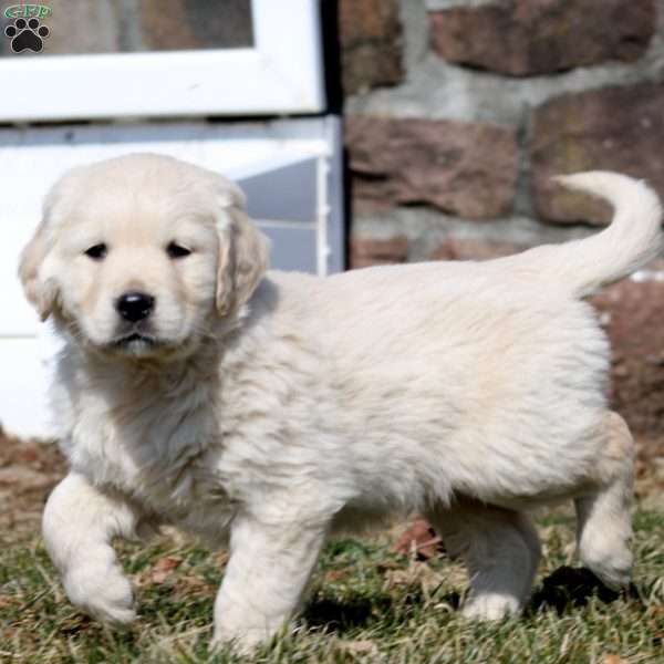 Wyatt, Golden Retriever Puppy