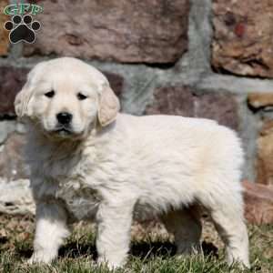 Wyatt, Golden Retriever Puppy