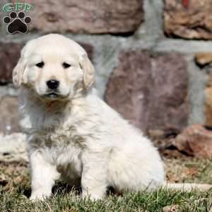 Wyatt, Golden Retriever Puppy