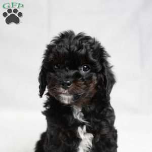 Wyoming, Cavapoo Puppy