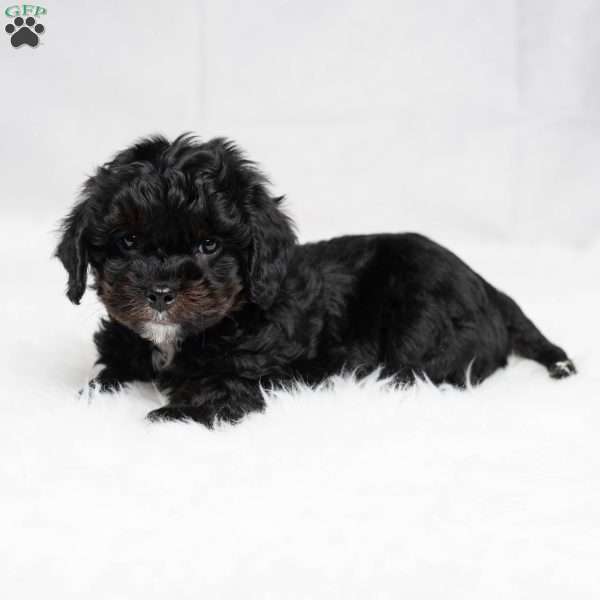 Wyoming, Cavapoo Puppy