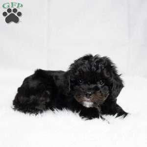 Wyoming, Cavapoo Puppy