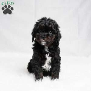 Wyoming, Cavapoo Puppy