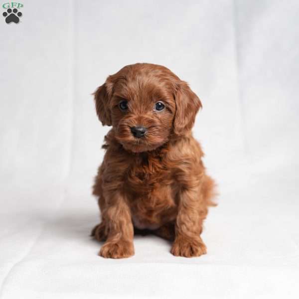 Xara, Cavapoo Puppy