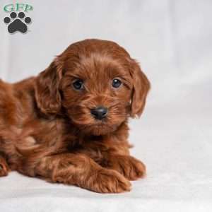 Xara, Cavapoo Puppy