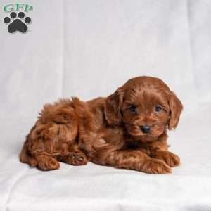 Xara, Cavapoo Puppy