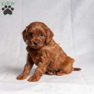 Xara, Cavapoo Puppy