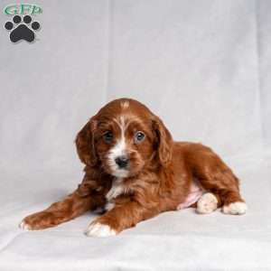 Xudas, Cavapoo Puppy