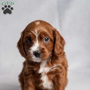 Xudas, Cavapoo Puppy