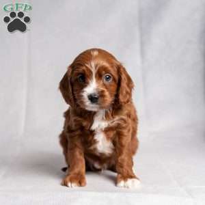 Xudas, Cavapoo Puppy