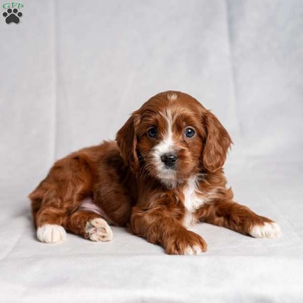 Xudas, Cavapoo Puppy