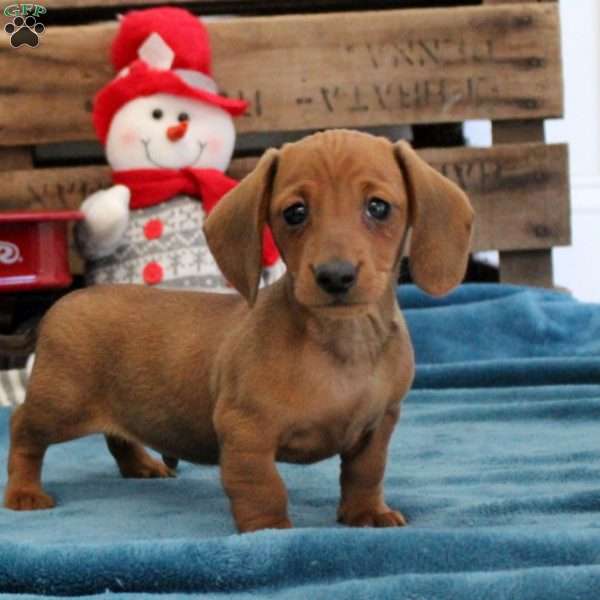 Zander – Mini, Dachshund Puppy