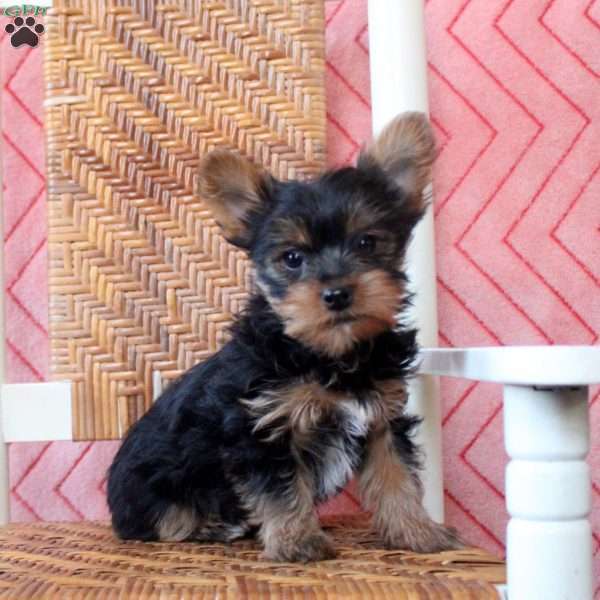 Zander, Yorkie Puppy