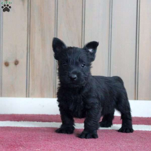 Zander, Scottish Terrier Puppy