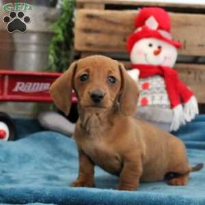 Zander – Mini, Dachshund Puppy