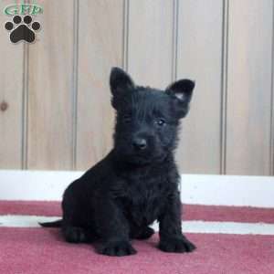 Zander, Scottish Terrier Puppy