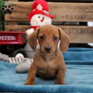 Zander – Mini, Dachshund Puppy