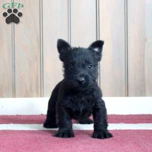 Zander, Scottish Terrier Puppy