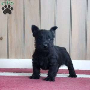 Zander, Scottish Terrier Puppy