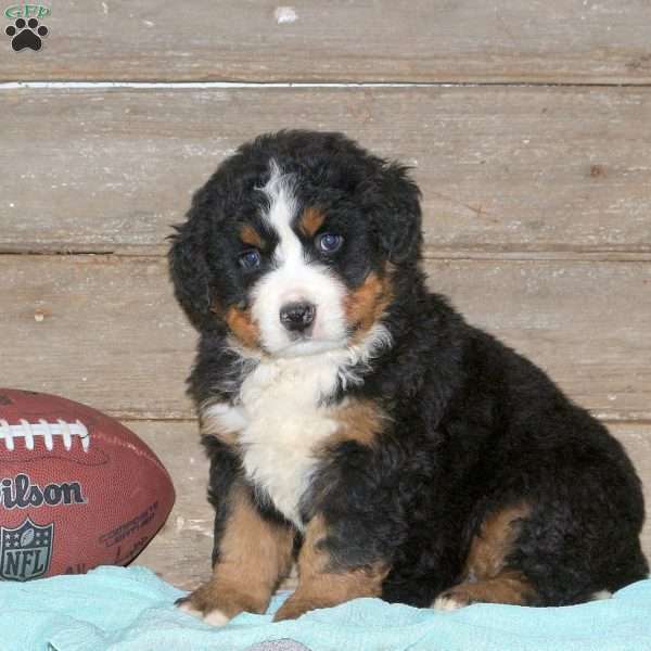 Zane, Bernese Mountain Dog Puppy