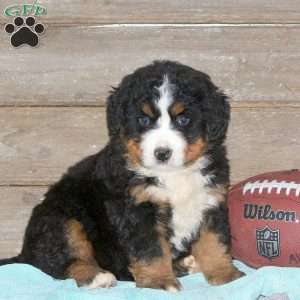 Zane, Bernese Mountain Dog Puppy